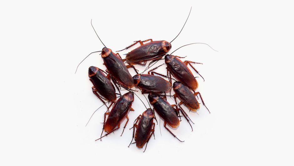 NewSite-02Bugs.jpg