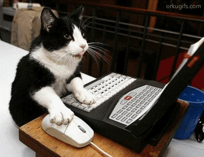 catBusy.gif