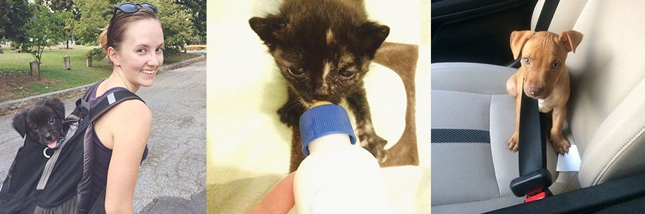 Alex Pope Rescue Animalos.jpg