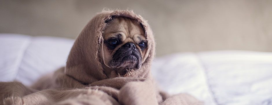 Puppy LLC.jpg