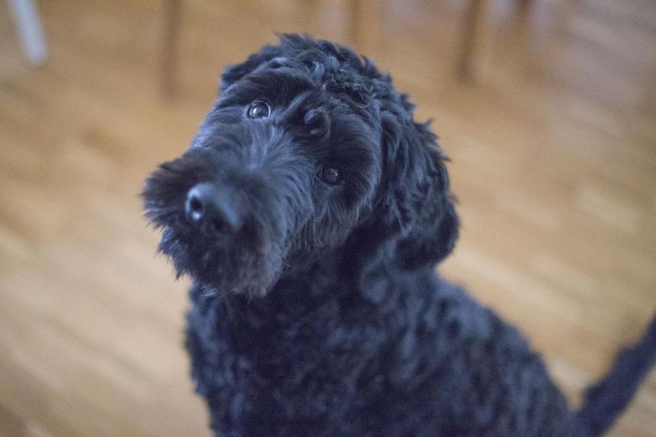 black-puppy_WR0AOMZ11V.jpg