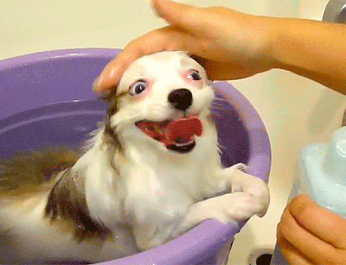 Happy Dog Negotiating Tips.gif