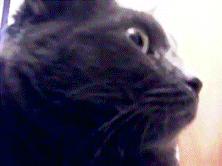 Cat.gif
