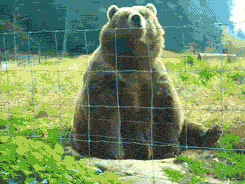byeBear.gif