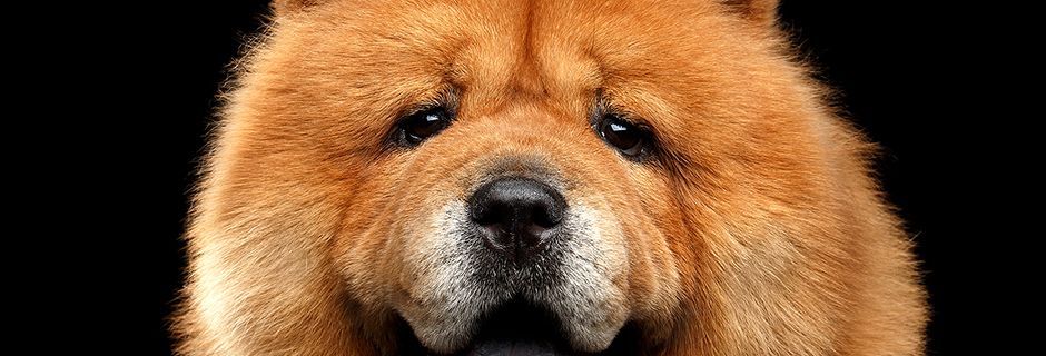 Chow Dog.jpg