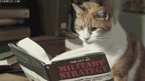 Cat Studying.gif