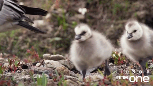 Parenting Z-Depth Baby Ducks After Effects Camera.gif