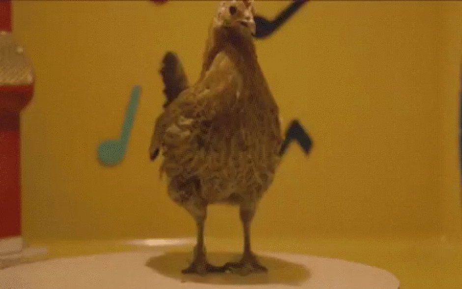 Chicken and the egg.gif