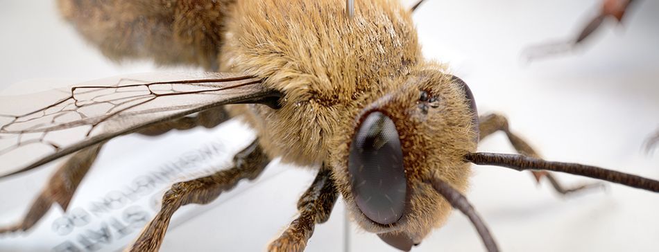 Scott Geersen Bee Render.jpg